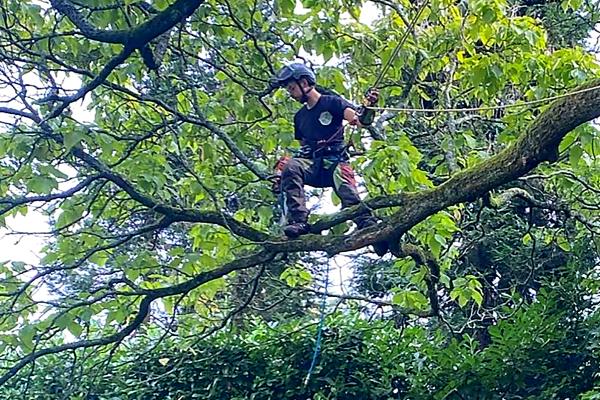 Des arbres en bonne santé